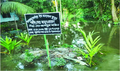 Image of মো: মামুন হোসেন